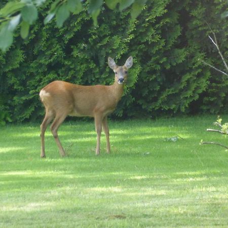 Vakantie Op De Veluwe Villa Lunteren Exteriör bild