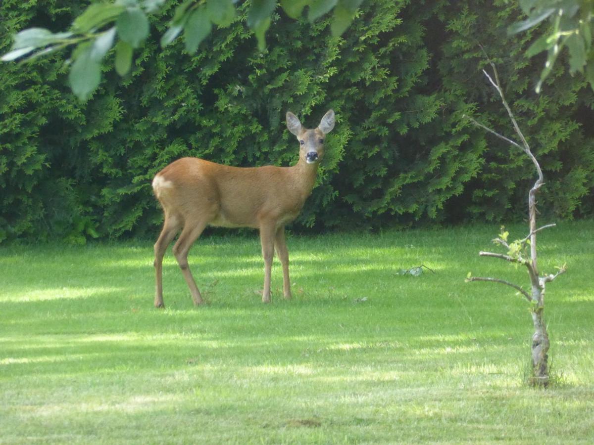 Vakantie Op De Veluwe Villa Lunteren Exteriör bild